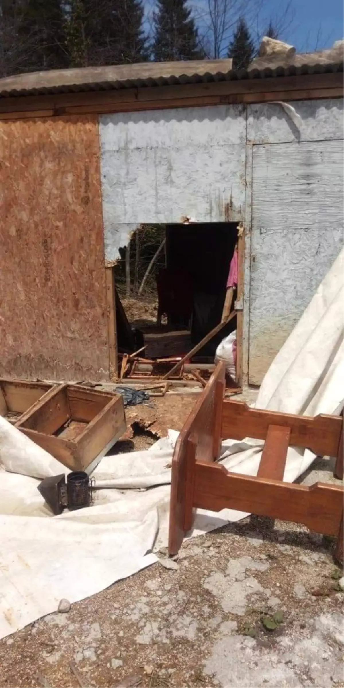 Ayılar Bu Kez Ünlü Sanatçı Tarkan\'ın Akrabalarının Barakasına Girdi