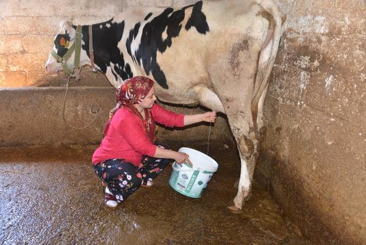 Bakanlık Projesi ile Aldığı İneklerle Ev Ekonomisine Katkı Sağlıyor