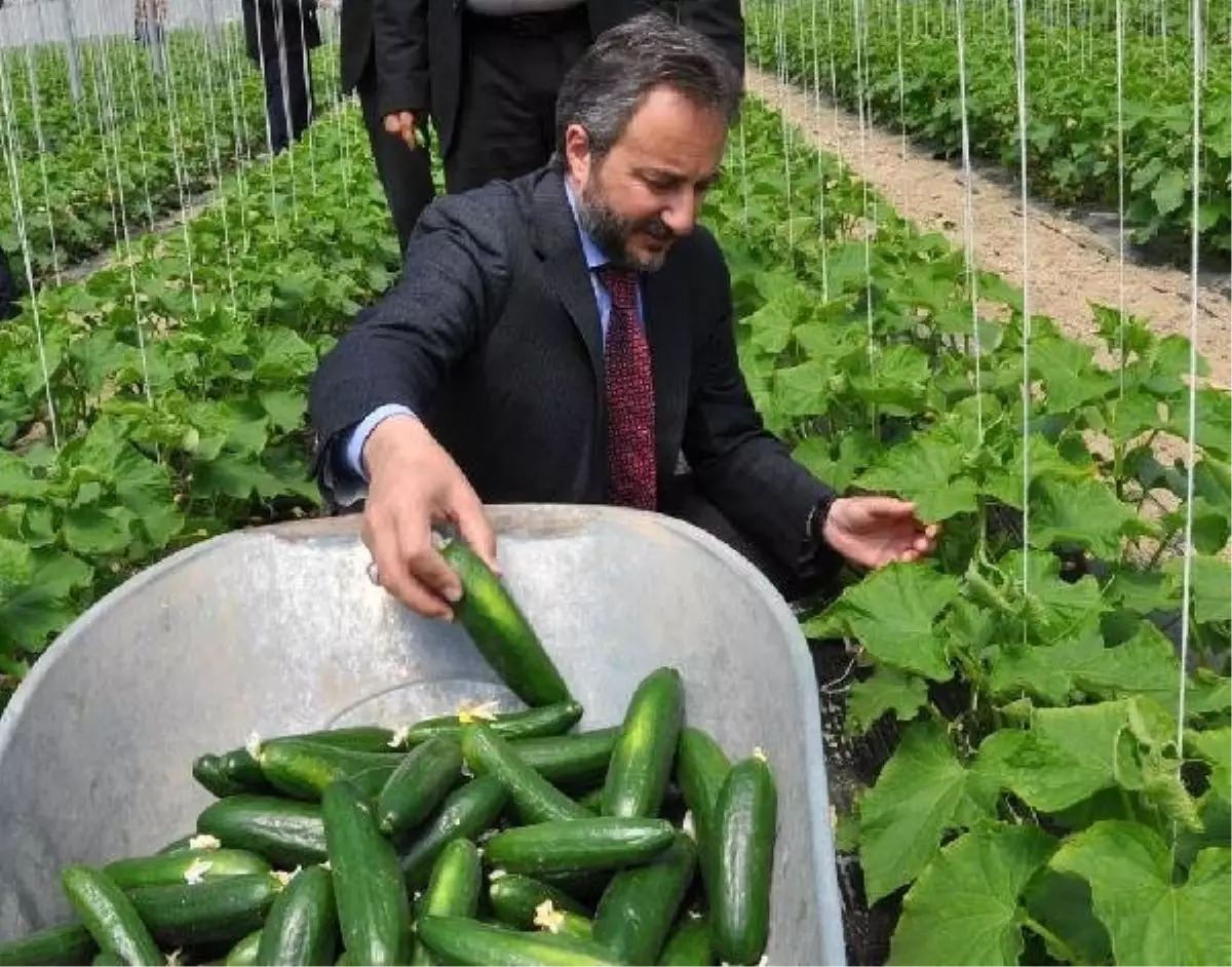 Elazığ\'da Serada Salatalık Hasadı