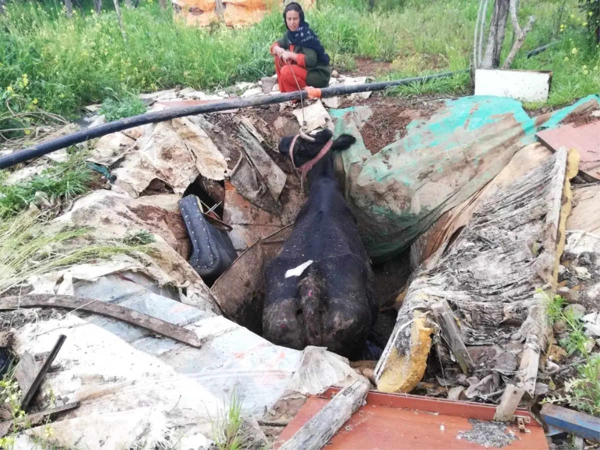 Foseptik Çukuruna Düşen İnek Kepçe Yardımıyla Saatler Sonra Kurtarıldı