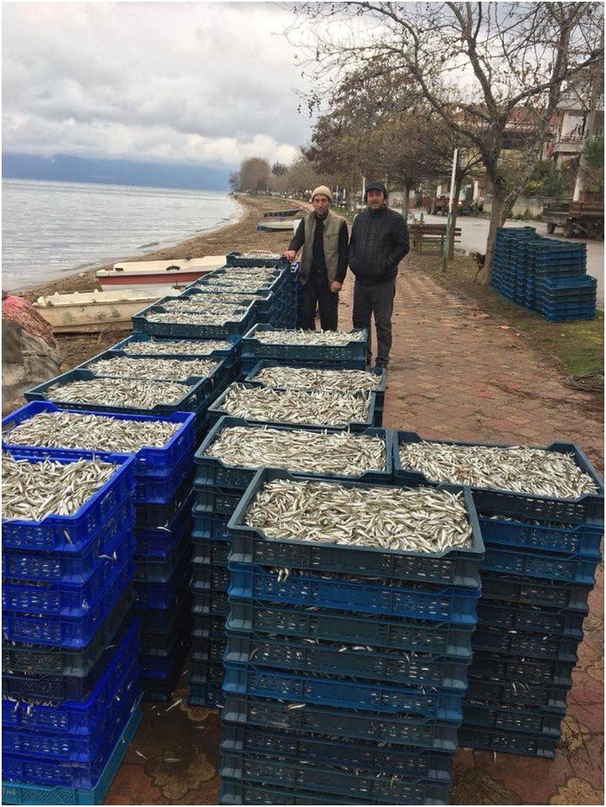 İznik\'te Gümüş Balığı Bereketi