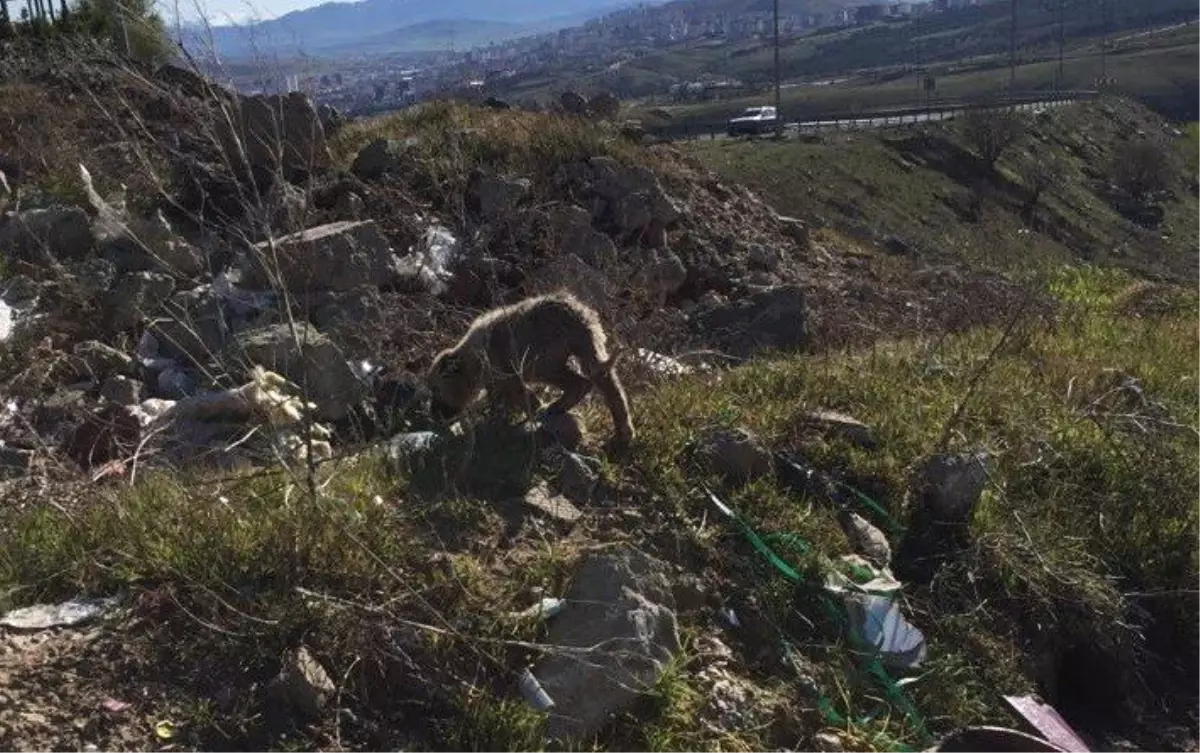 Kafası Kavanoza Sıkışan Yavru Köpeği Mehmetçik Kurtardı