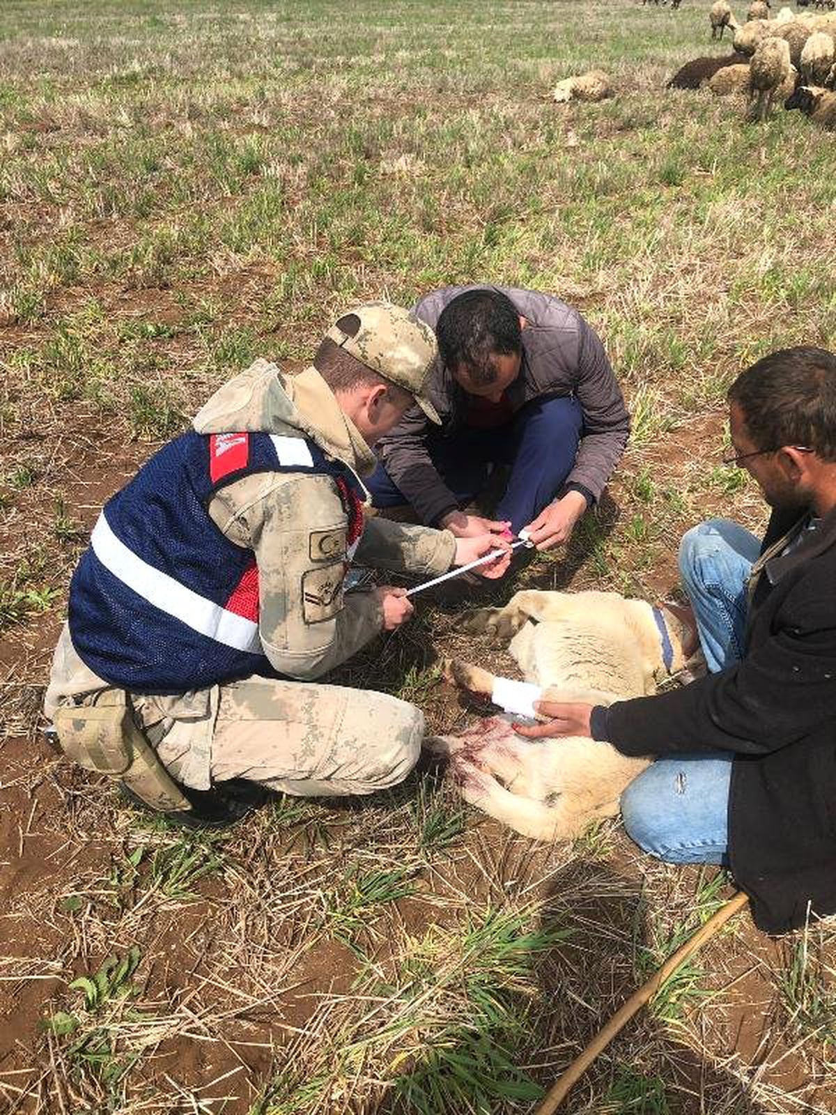 Kazada Yaralanan Köpeğe Jandarma Yardım Etti