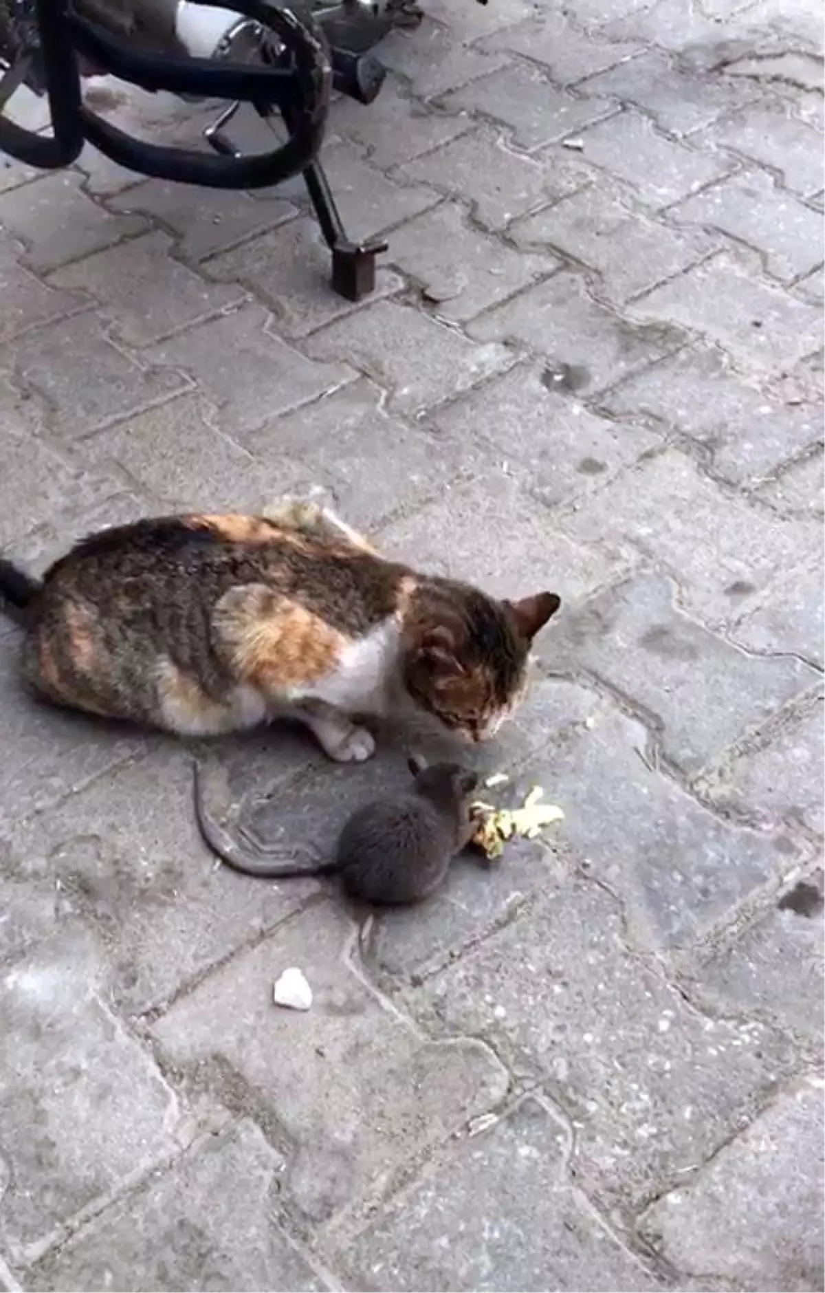 Kedi ile Farenin Peynir Kardeşliği Kamerada