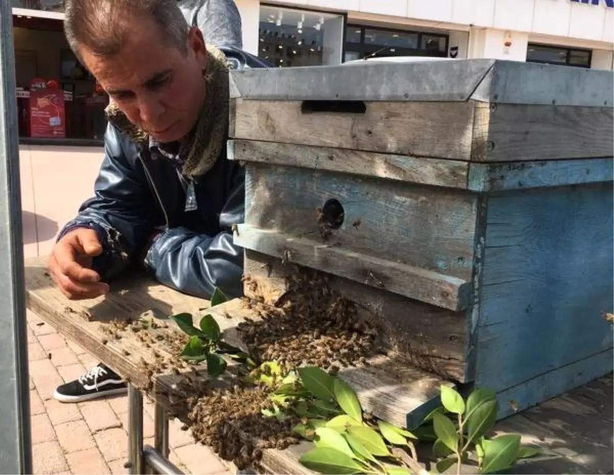 Kovandan Çıkan Arı Kolonisi Ağaçta Toplandı