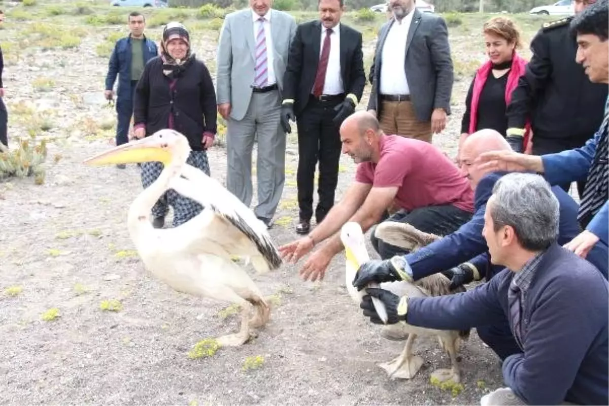 Lisinia\'da Tedavi Edilen Leylek ve 2 Pelikan Doğaya Salındı