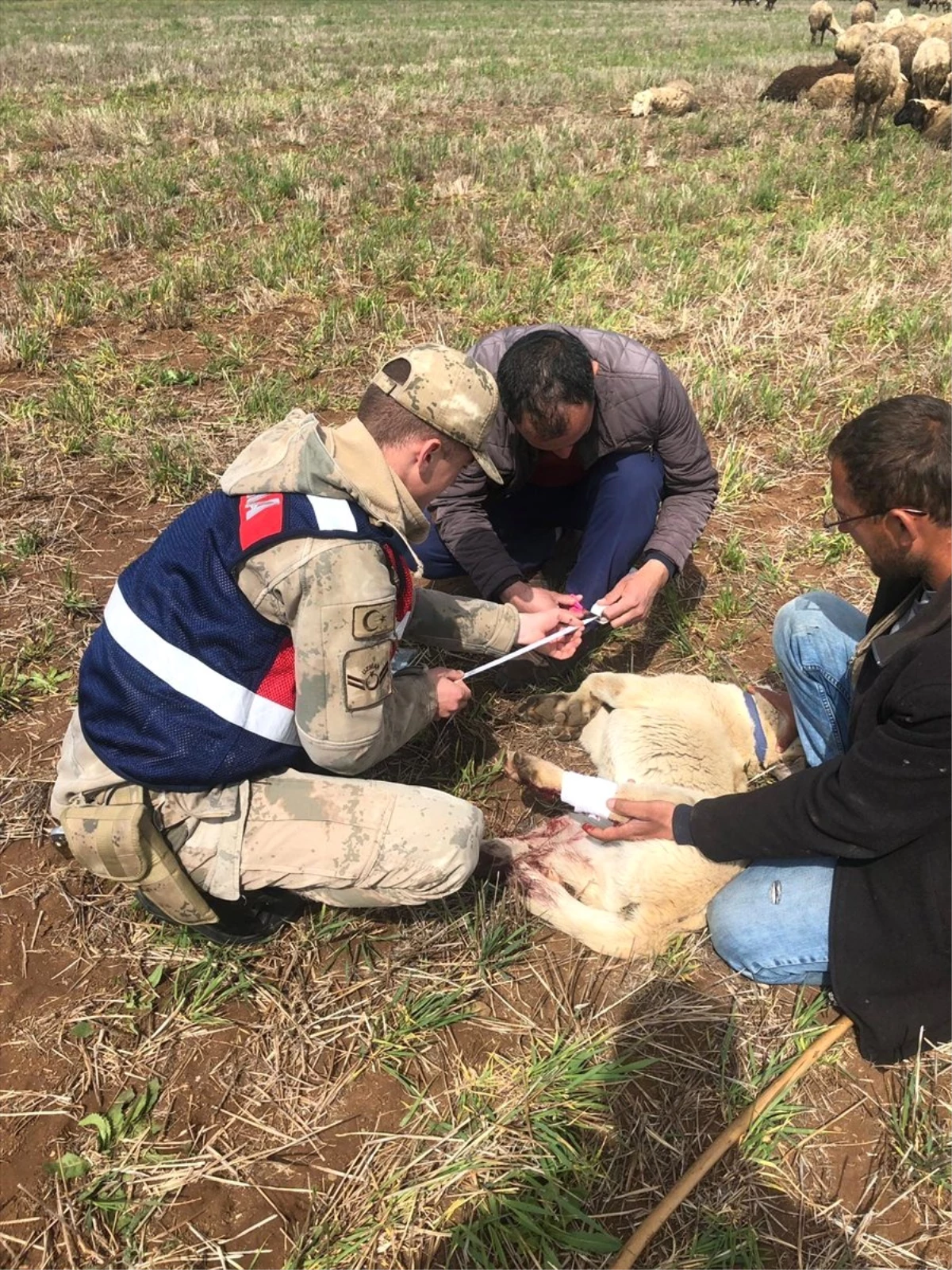 Otomobilin Çarptığı Köpeğe İlk Yardım Jandarmadan