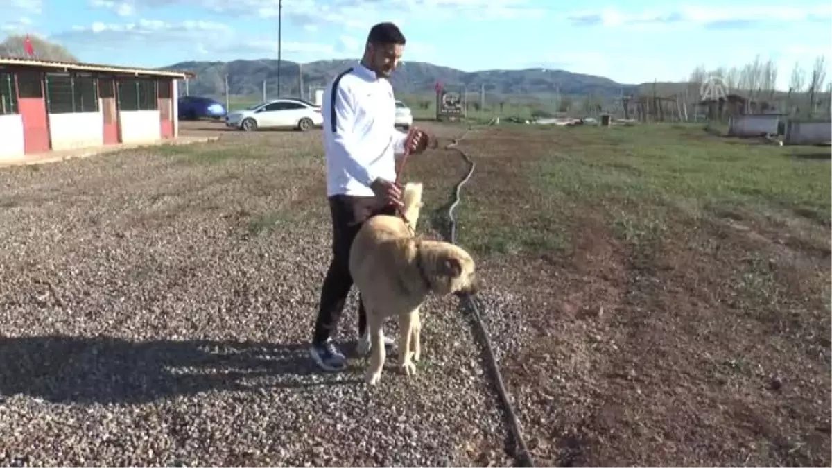 Şampiyonun Kangal Köpeği İlgisi