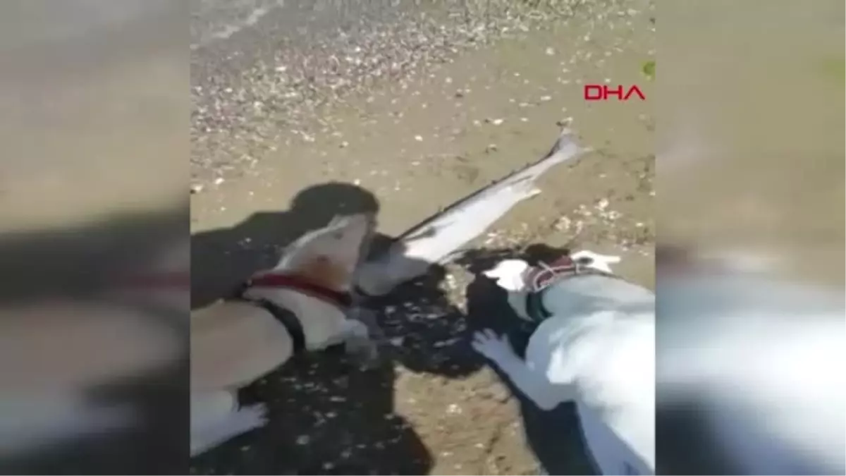 Yalova Sahile Vuran Yavru Köpekbalığını, Köpekler Buldu