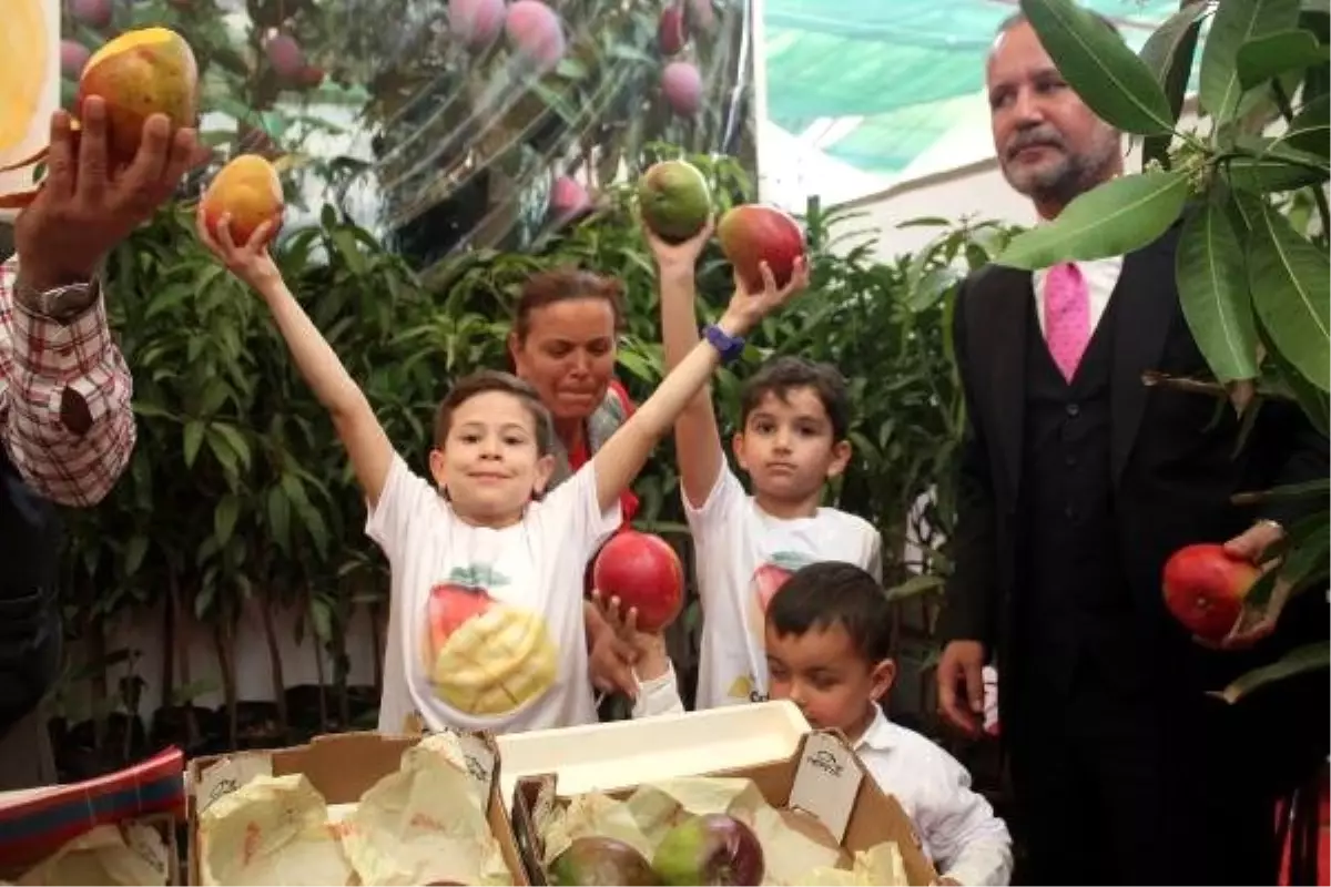 Yerli Mango Üreticiye Tanıtıldı