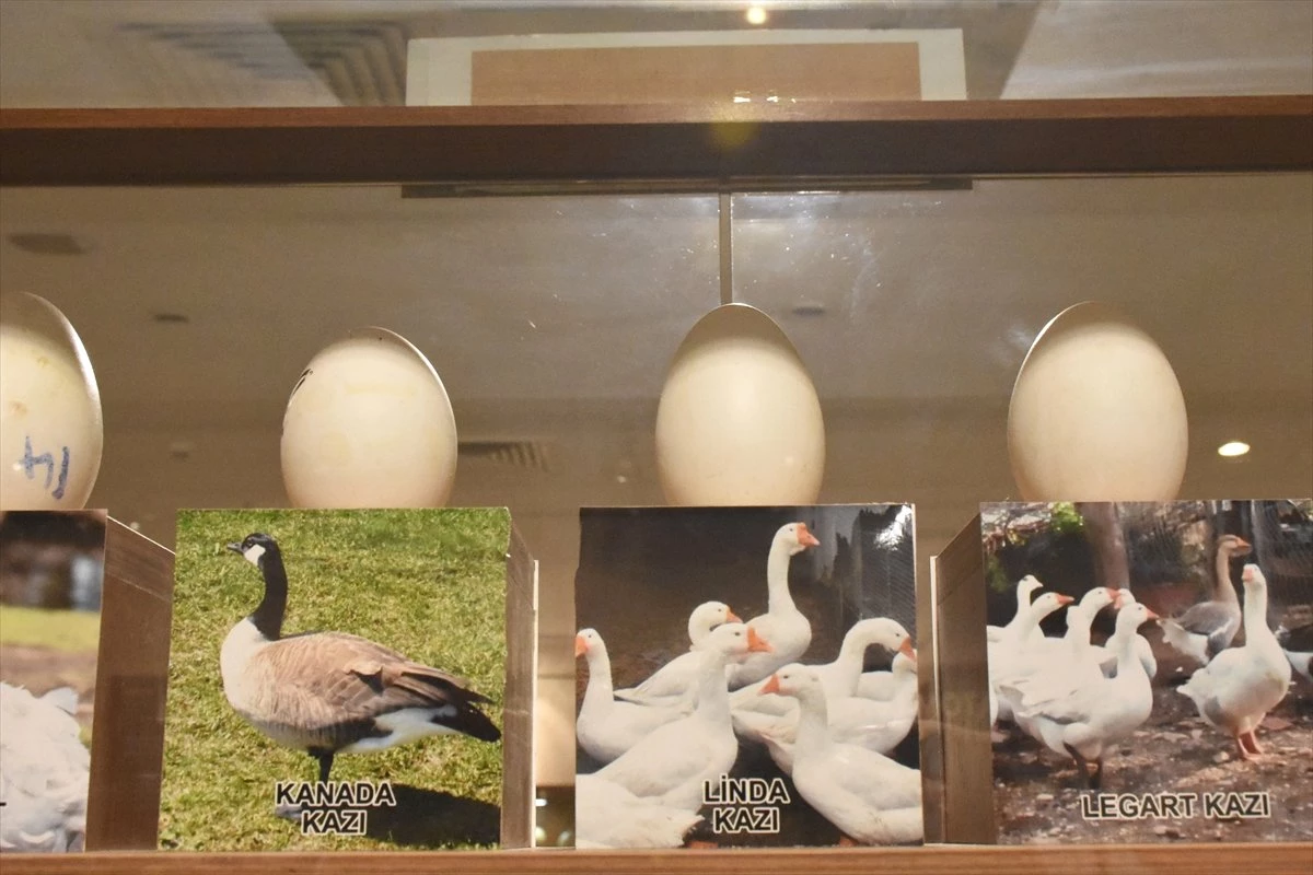 Afyonkarahisar\'daki "Yumurta Müzesi" İlgi Görüyor