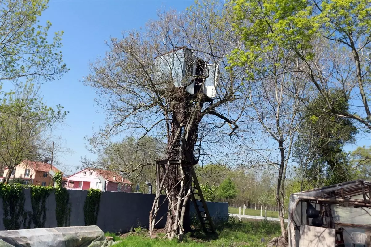 Ağaçların Üzerinde 9 Metre Yükseklikte Kulübe