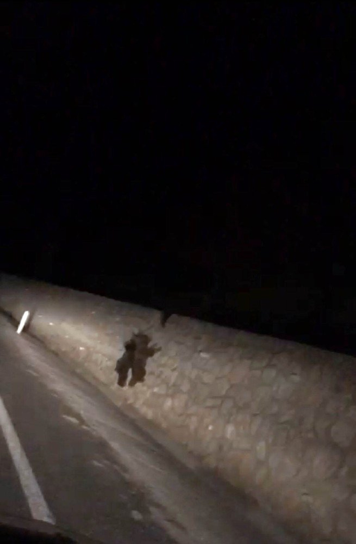 Ayılar Yiyecek Bulamadıkları İçin Yola İndi