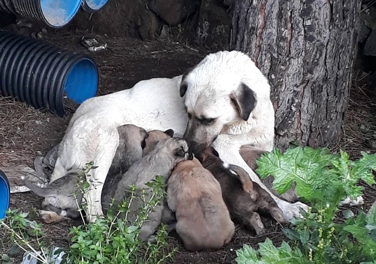 Erdek\'te Kedi ve Köpekler Zehirlendi