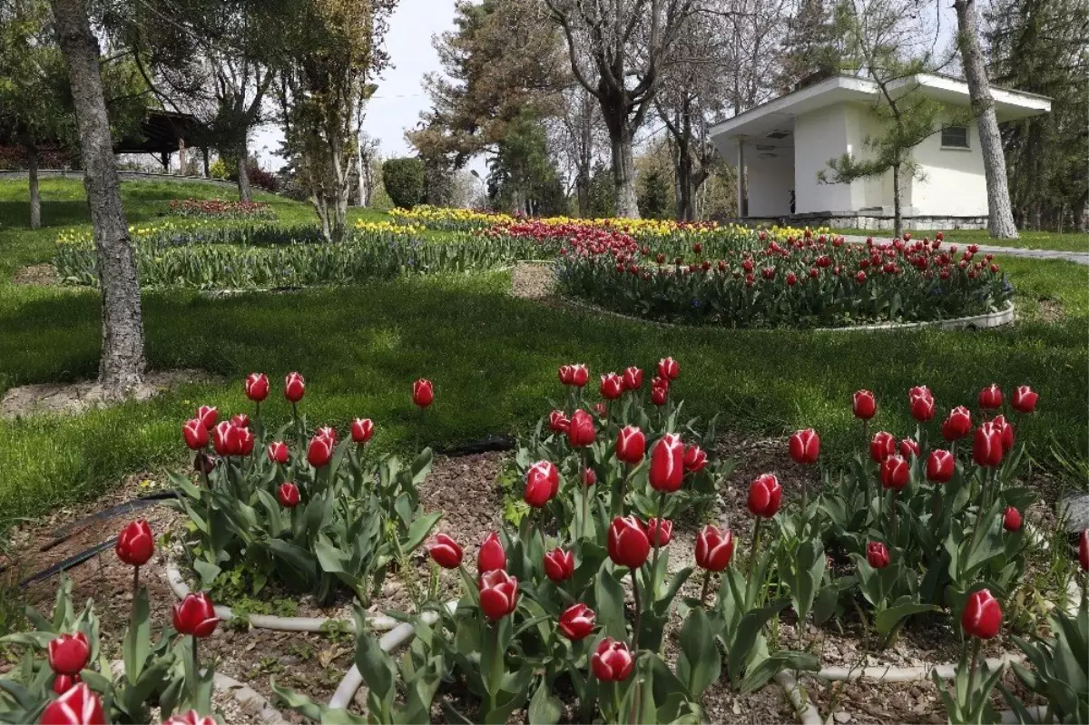 Kayseri\'de Caddeler Çiçek Açtı