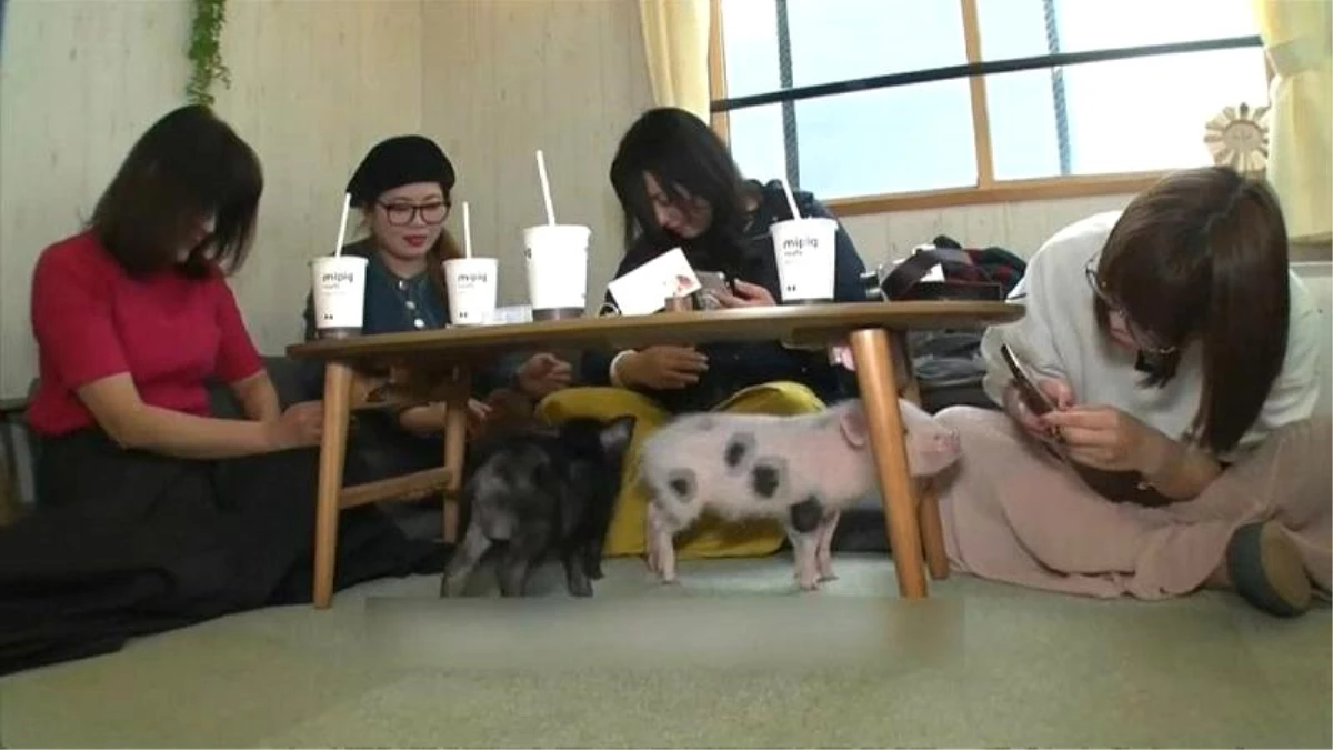 \'Kedi Kafelerden\' Sonra Yeni Moda \'Domuz Kafe\': Japonlar Domuz Severek Rahatlıyor