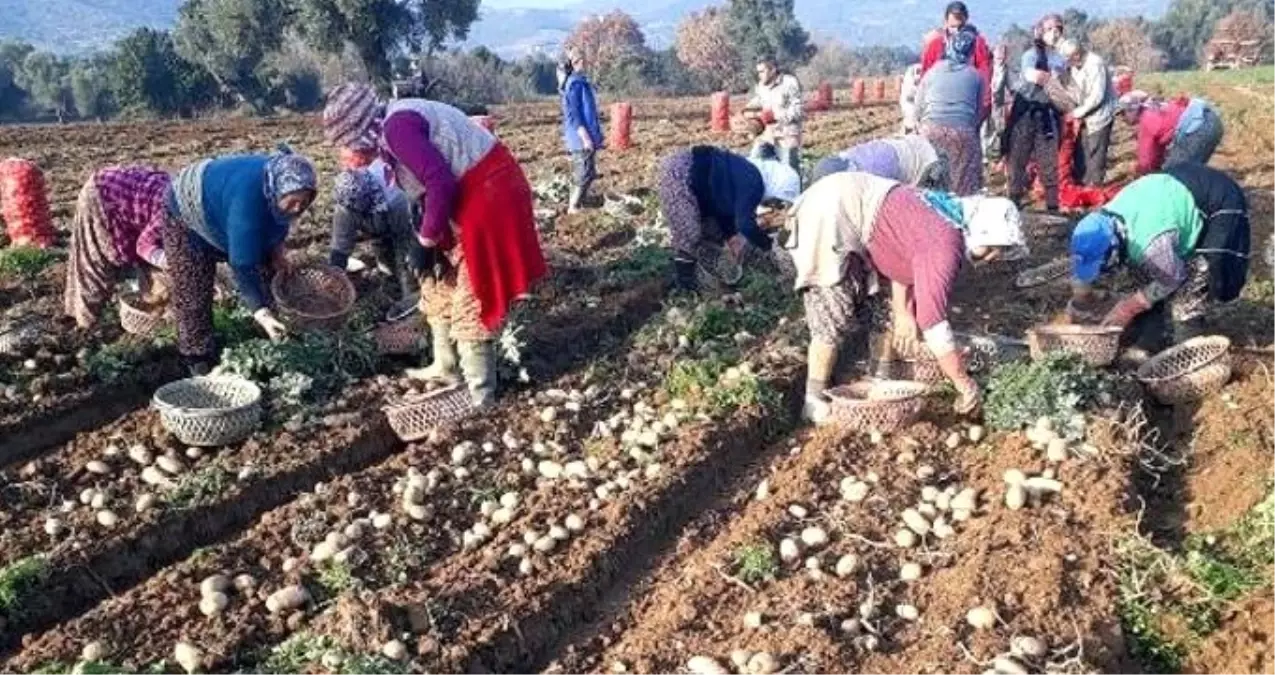 Patates Üreticileri: Fiyat 2,5 Liranın Altına Düşerse Zarar Ederiz