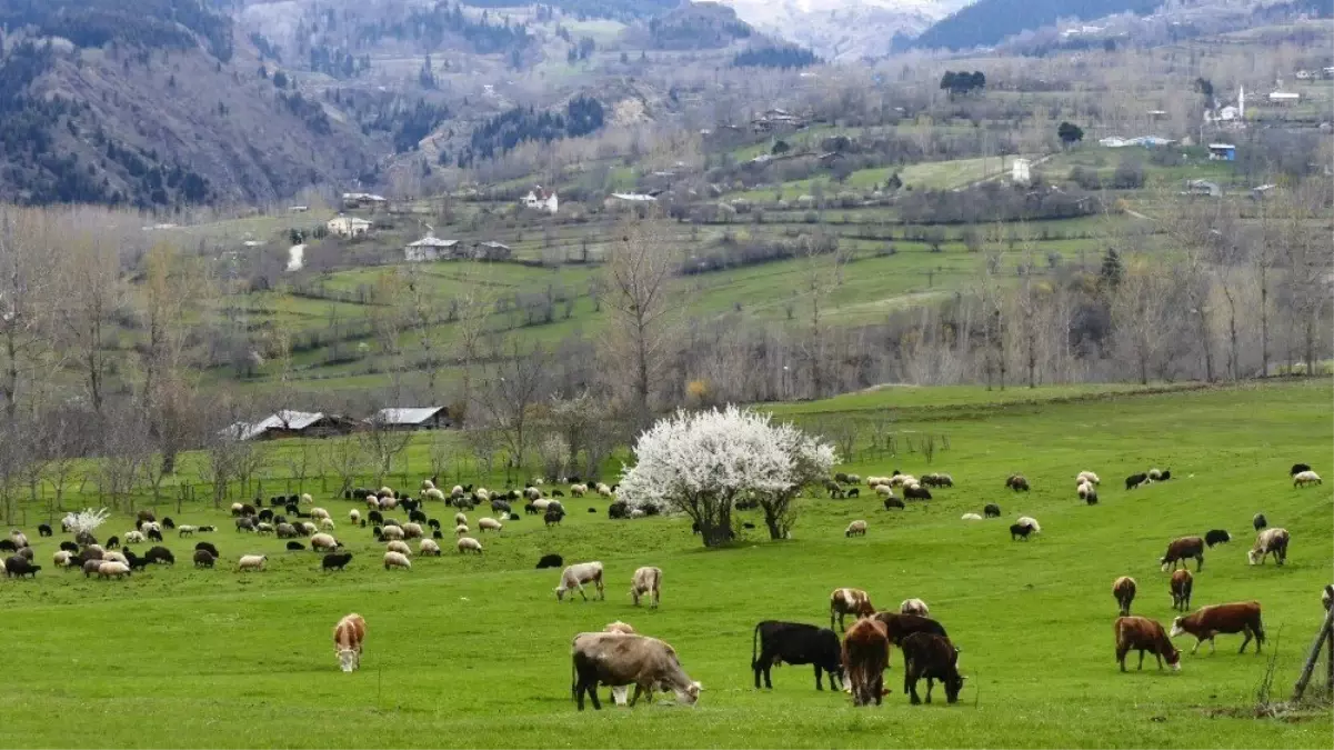 Sakin Şehir\' Şavşat\'ta İlkbahar Bir Başka Güzel