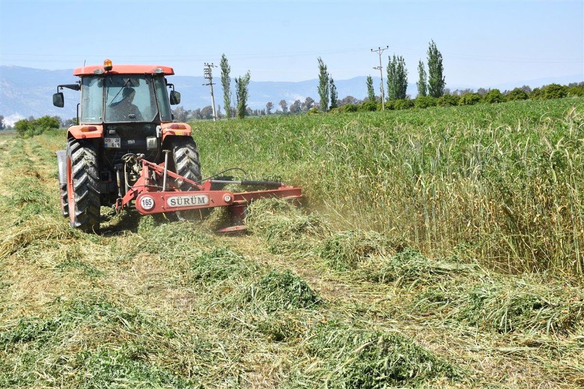 Aydın\'da 596 Ton Yem Bitkisi Tohumu Dağıtıldı