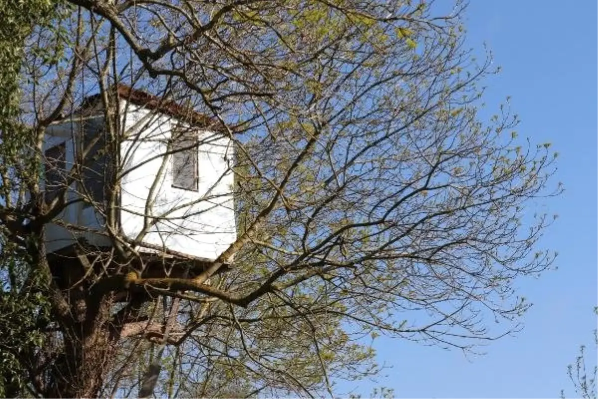 Bahçesine 9 Metre Yüksekte Ağaç Ev Yaptı