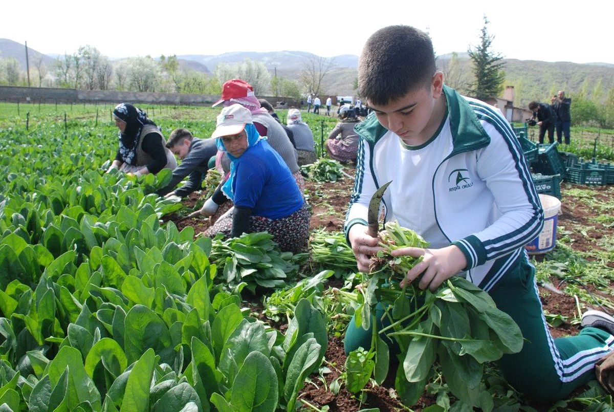 Beden Eğitimi Dersini Tarlada Yaptılar