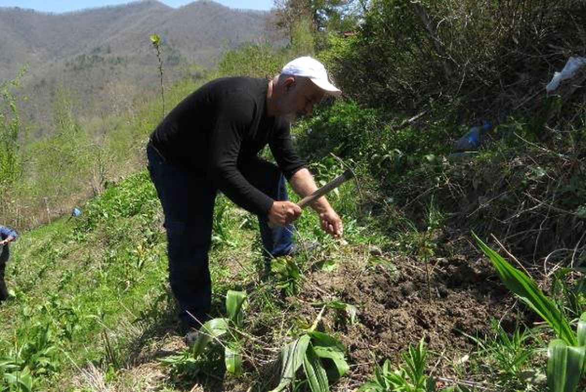 Karadeniz Çayını Hatay\'da Yetiştirmeye Çalışıyor