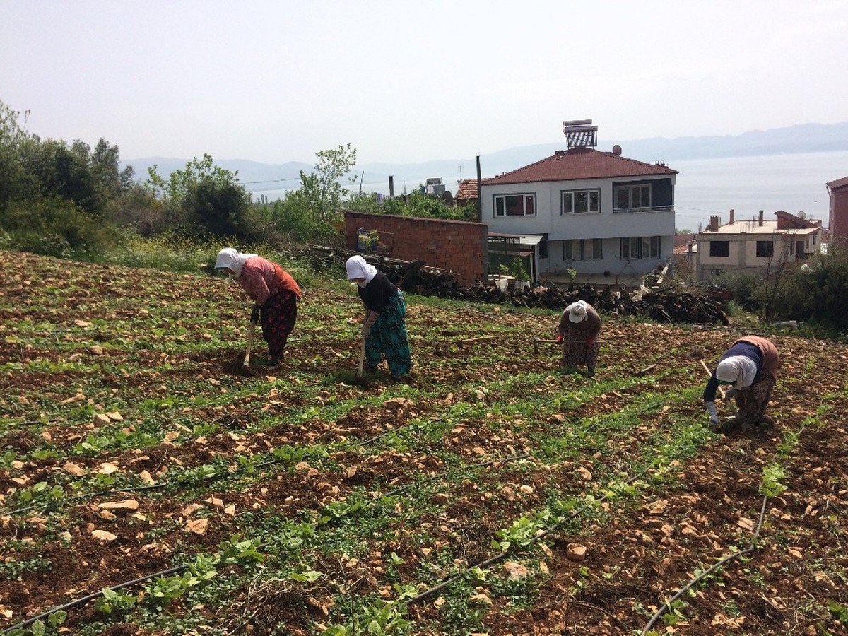 Kırağıdan Yanan Fasulye ve Kabaklar Yeniden Ekiliyor