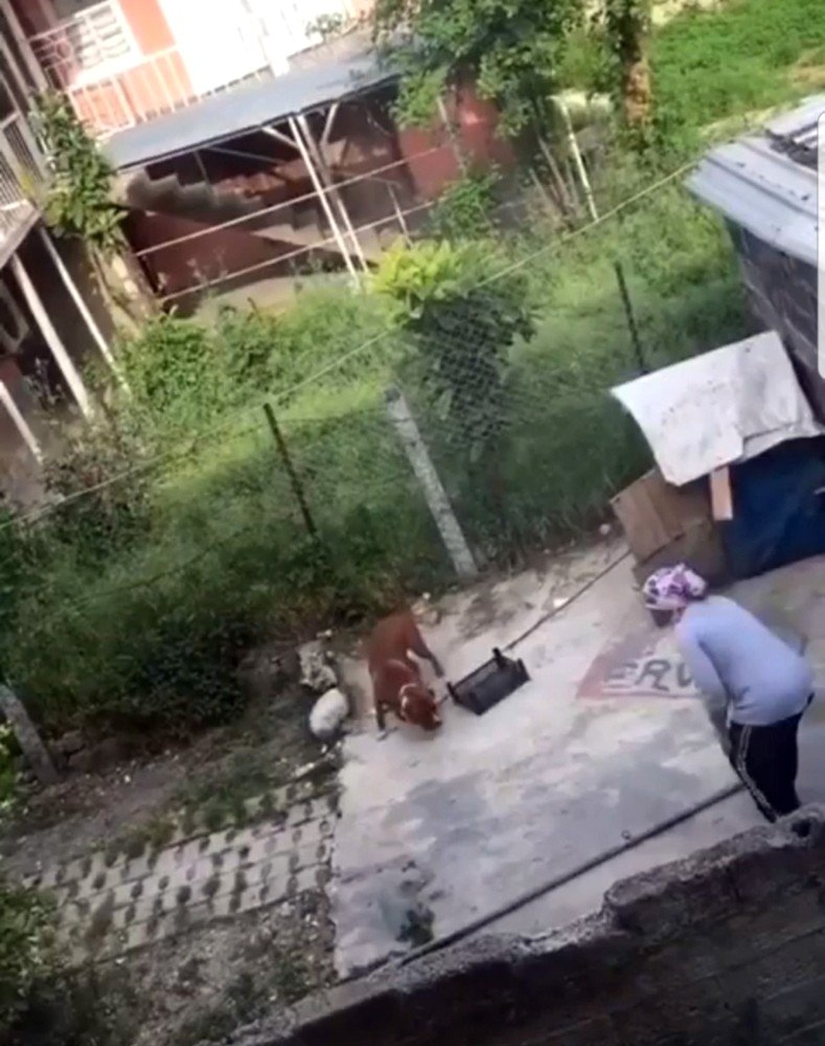 Köpekle Kavga Eden Kadına Tepki Yağdı