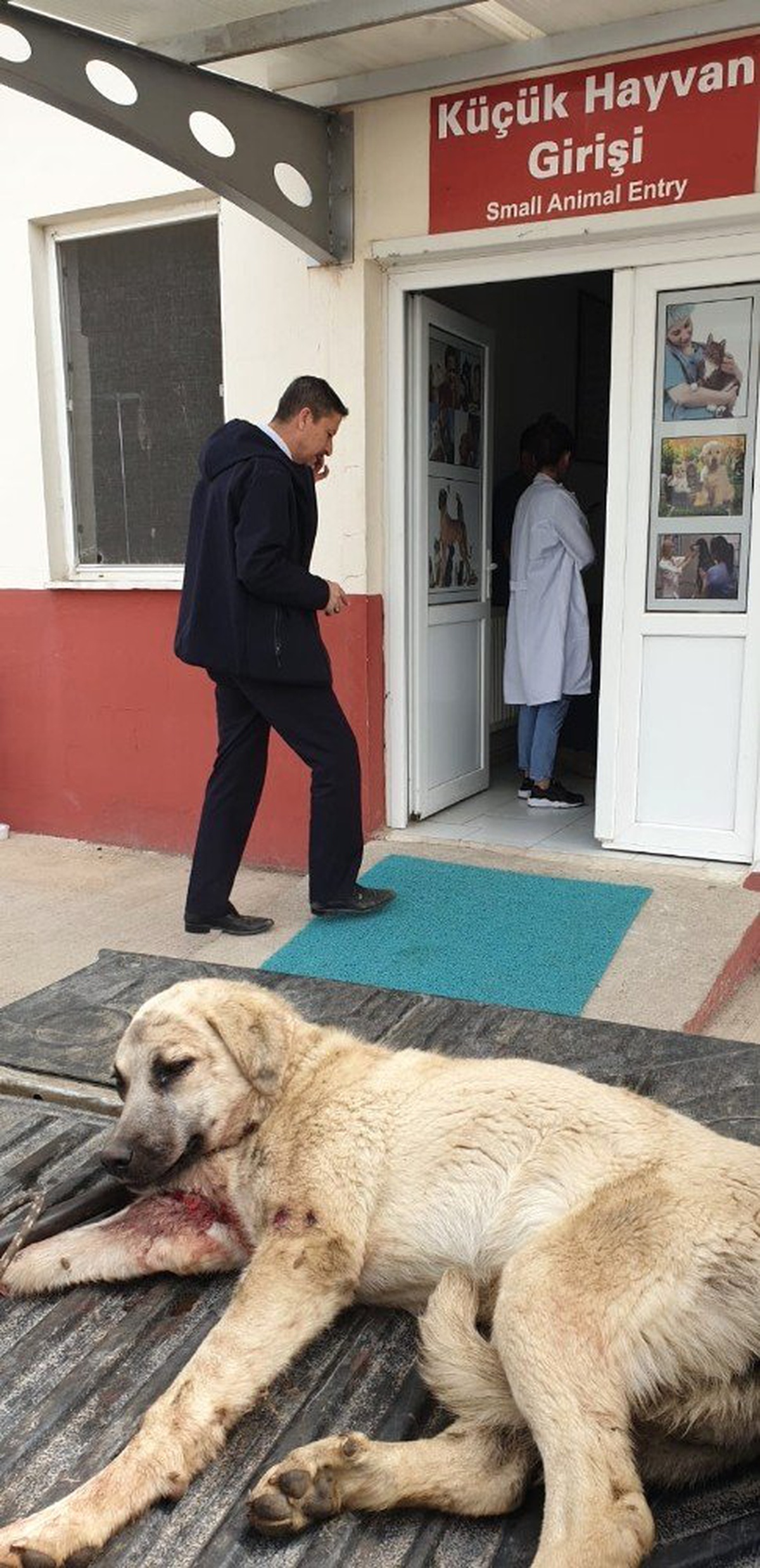 Otomobilin Çarptığı Köpeğe Zabıta Ekipleri Sahip Çıktı