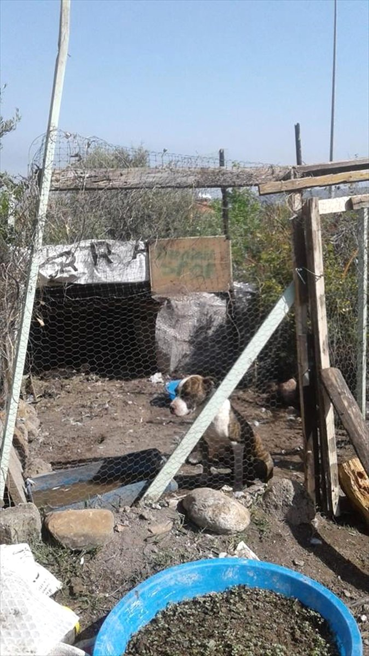 Pitbull Kümesteki 14 Tavuğu Telef Etti
