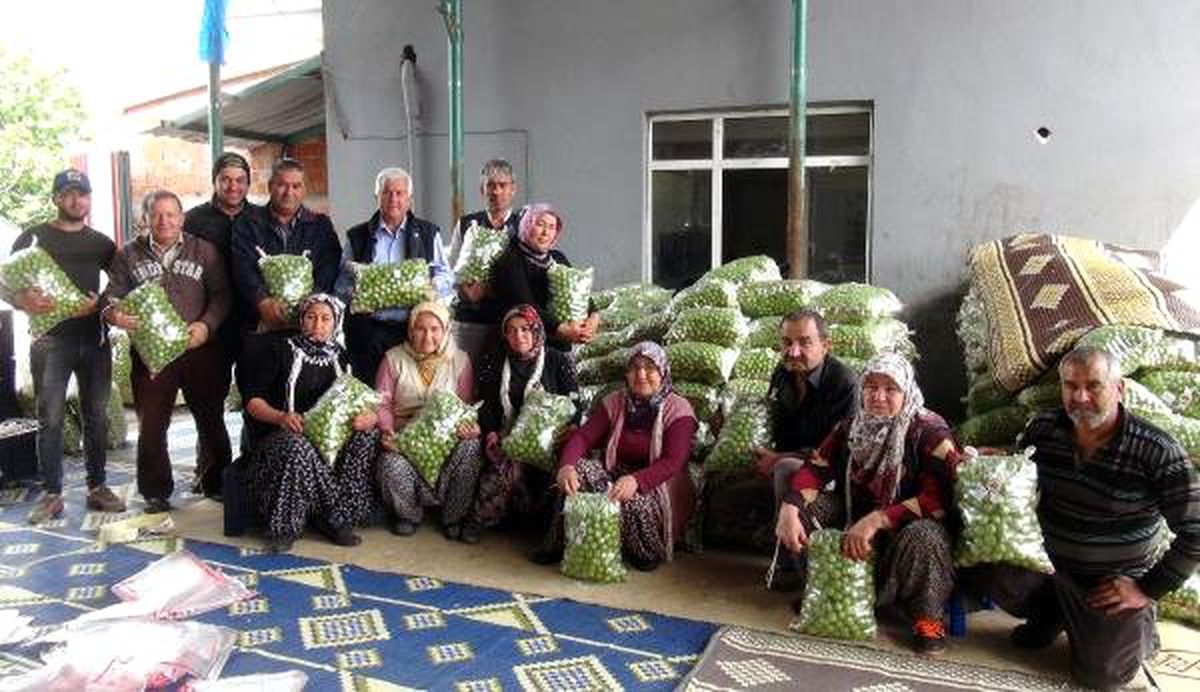 Silifke\'de Erik Üreticisine İhracat Morali