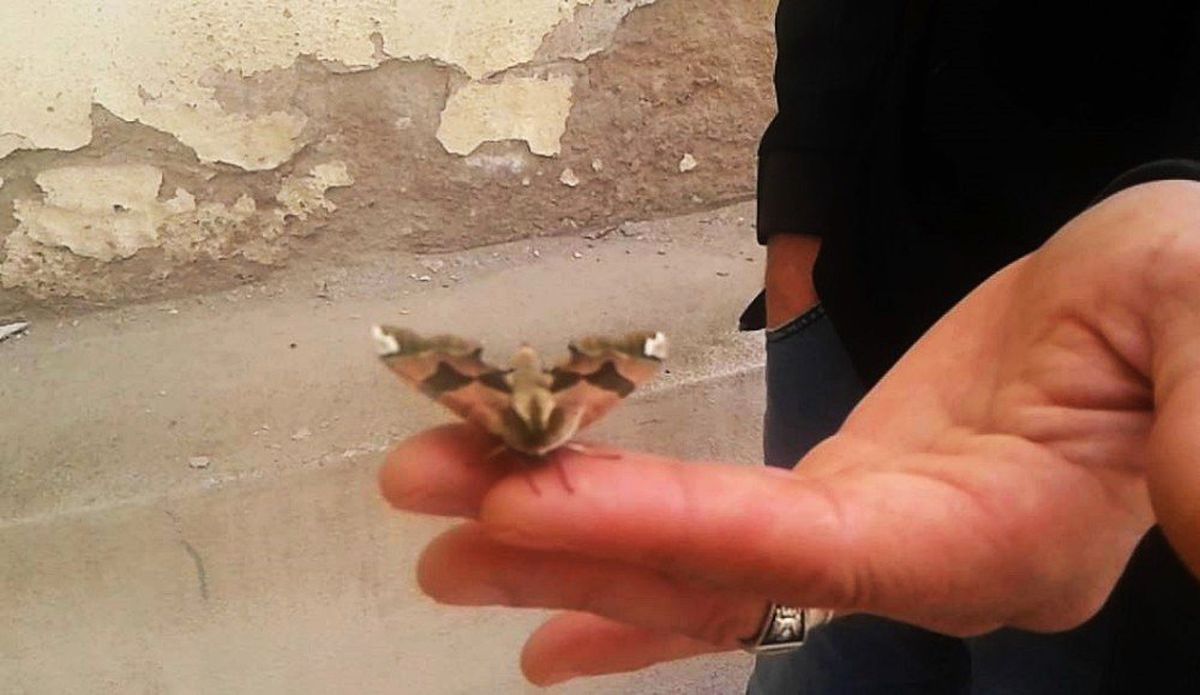 Tekirdağ\'da Görülen Kelebek Hayrete Düşürdü