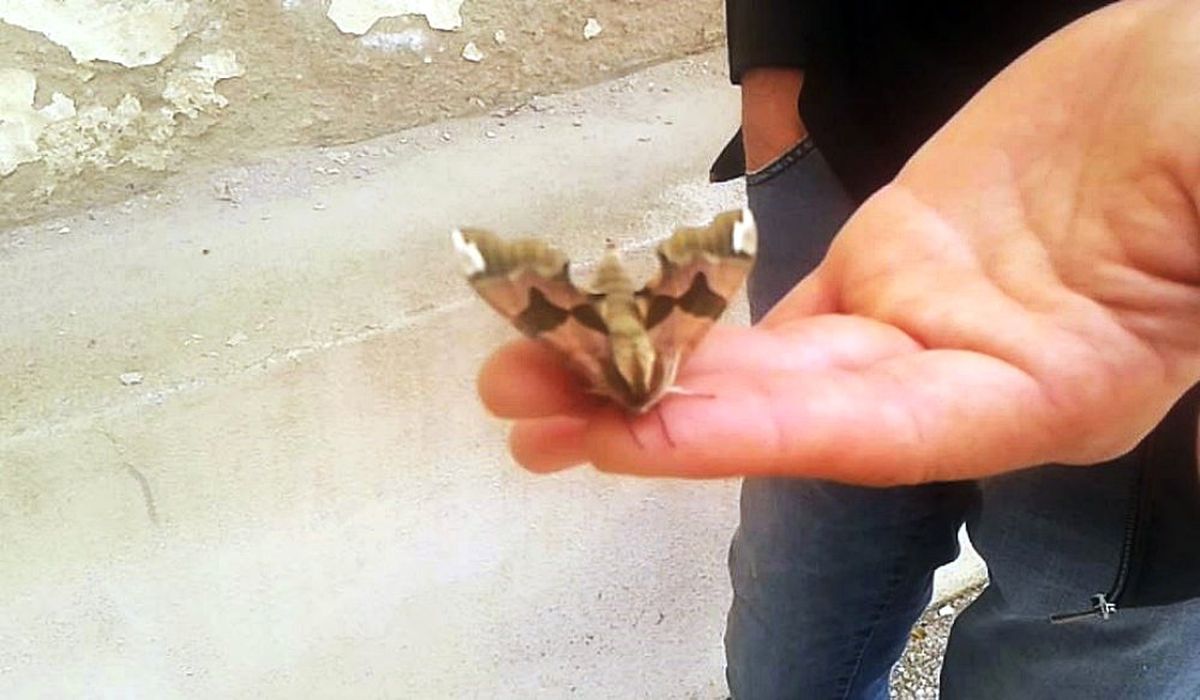 Tekirdağ\'da Görülen Kelebek Hayrete Düşürdü