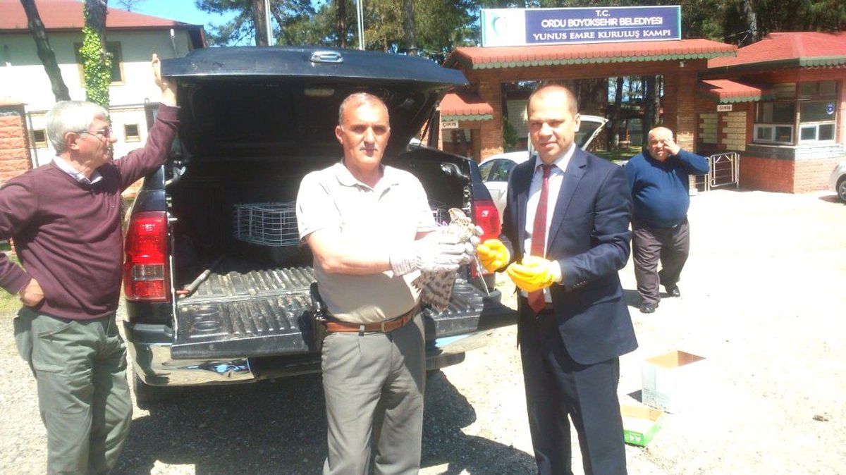 Yaralı Atmaca Koruma Altına Alındı