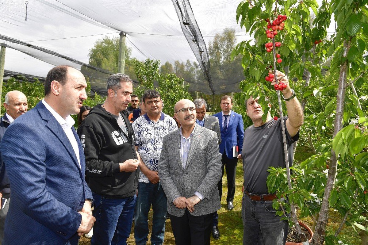 Adana\'da İhracatlık Kiraz Üretimine Başlandı