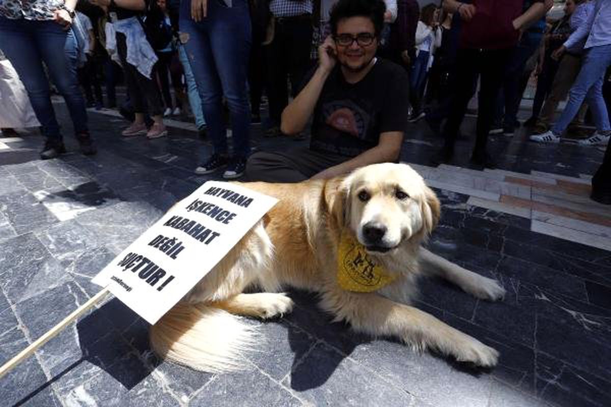 Ankara\'daki Hayvan Katliamları Protesto Edildi