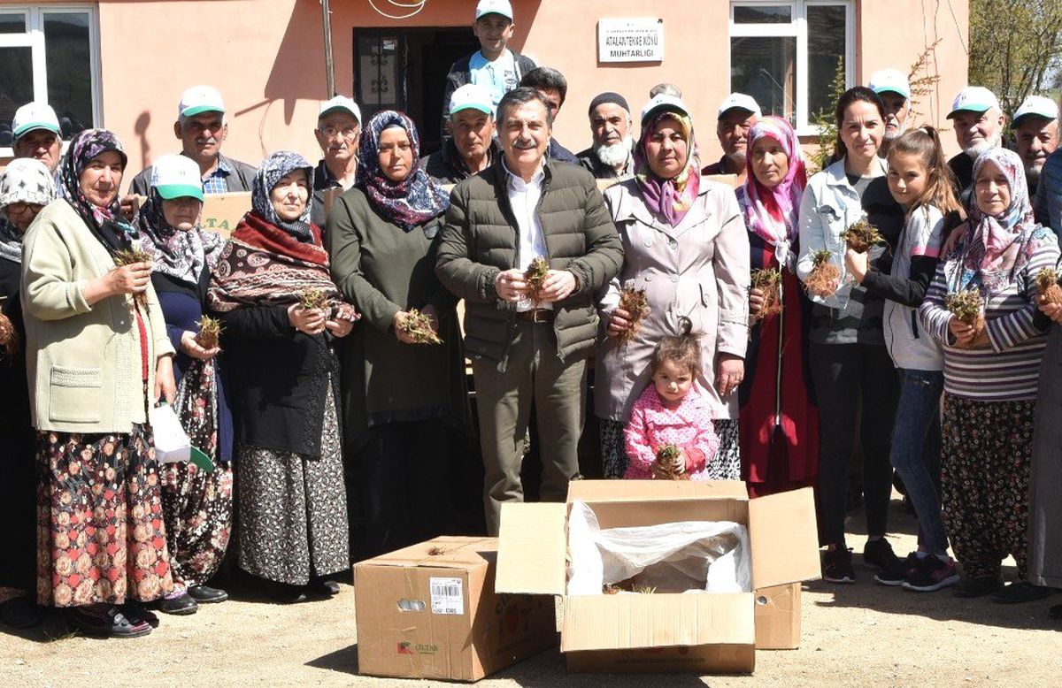 Atalantekke\'de 30 Bin Çilek Fidesi Dağıtıldı