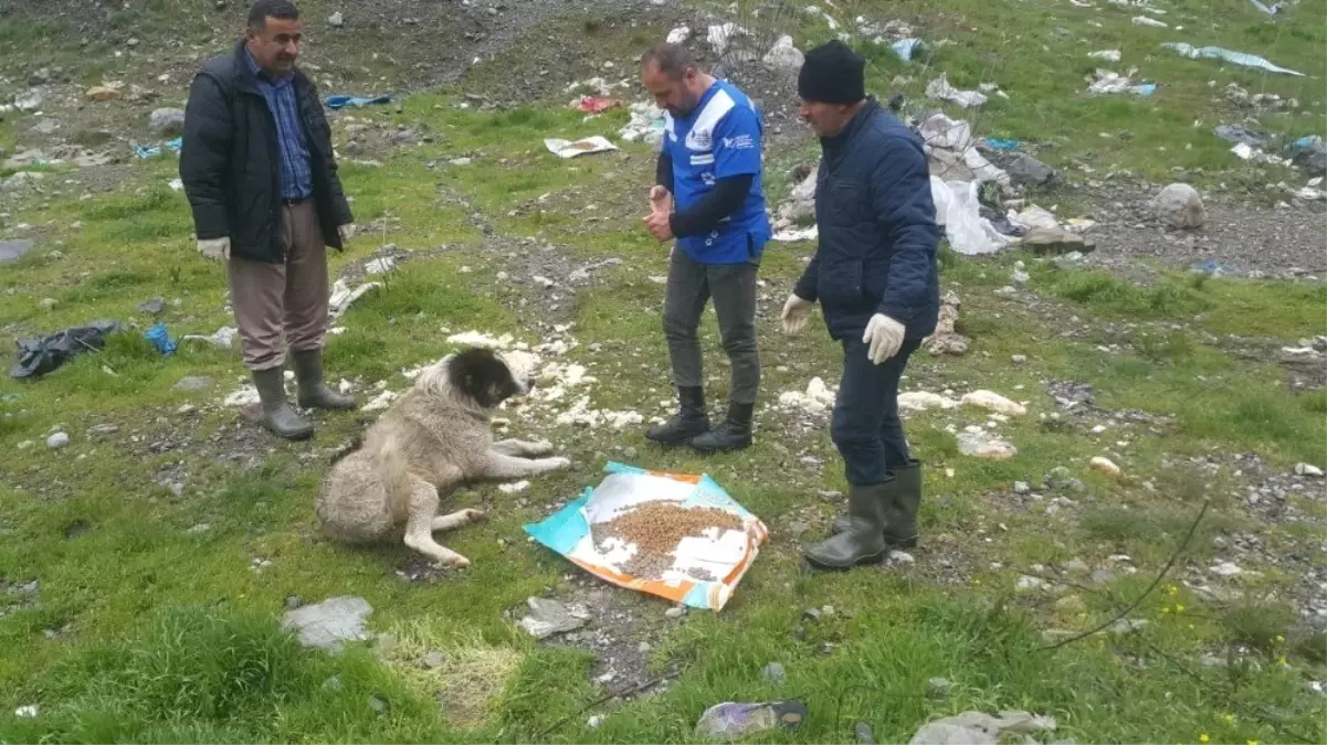 Hakkari\'de Sokak Hayvanları İçin Yemleme Çalışması