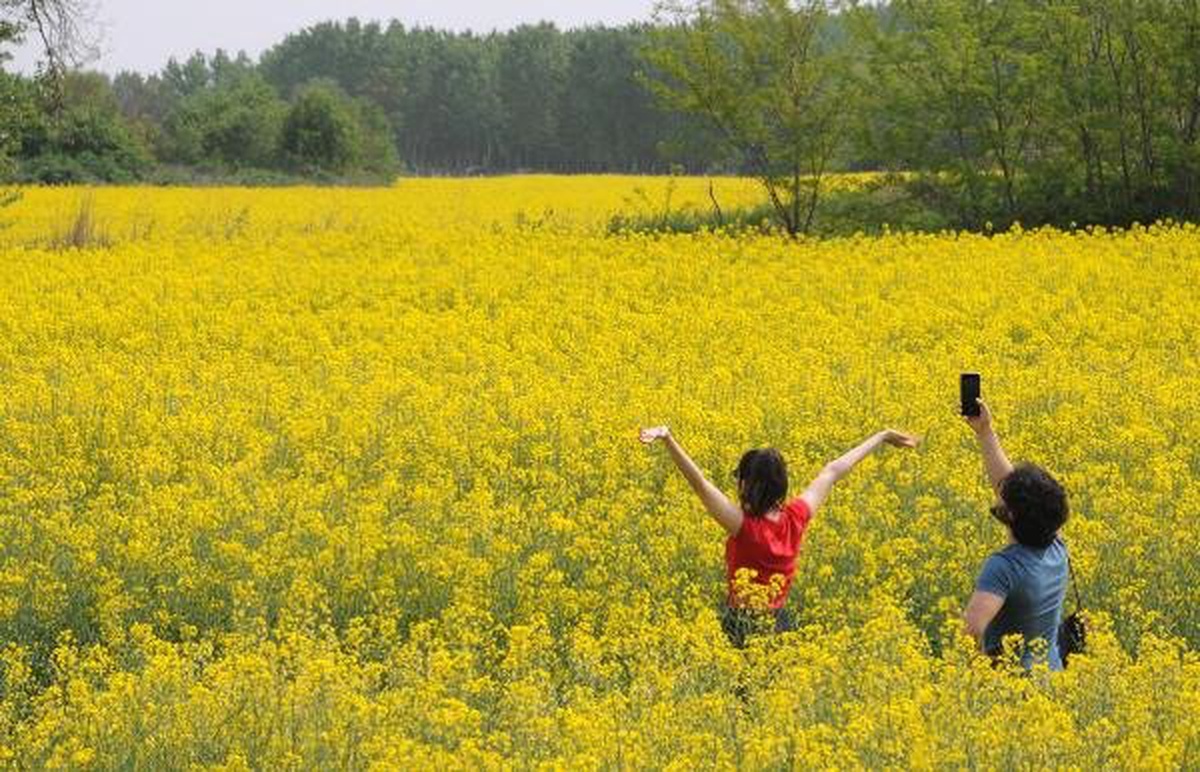 Kanola Tarlaları Doğal Fotoğraf Stüdyosu Oldu