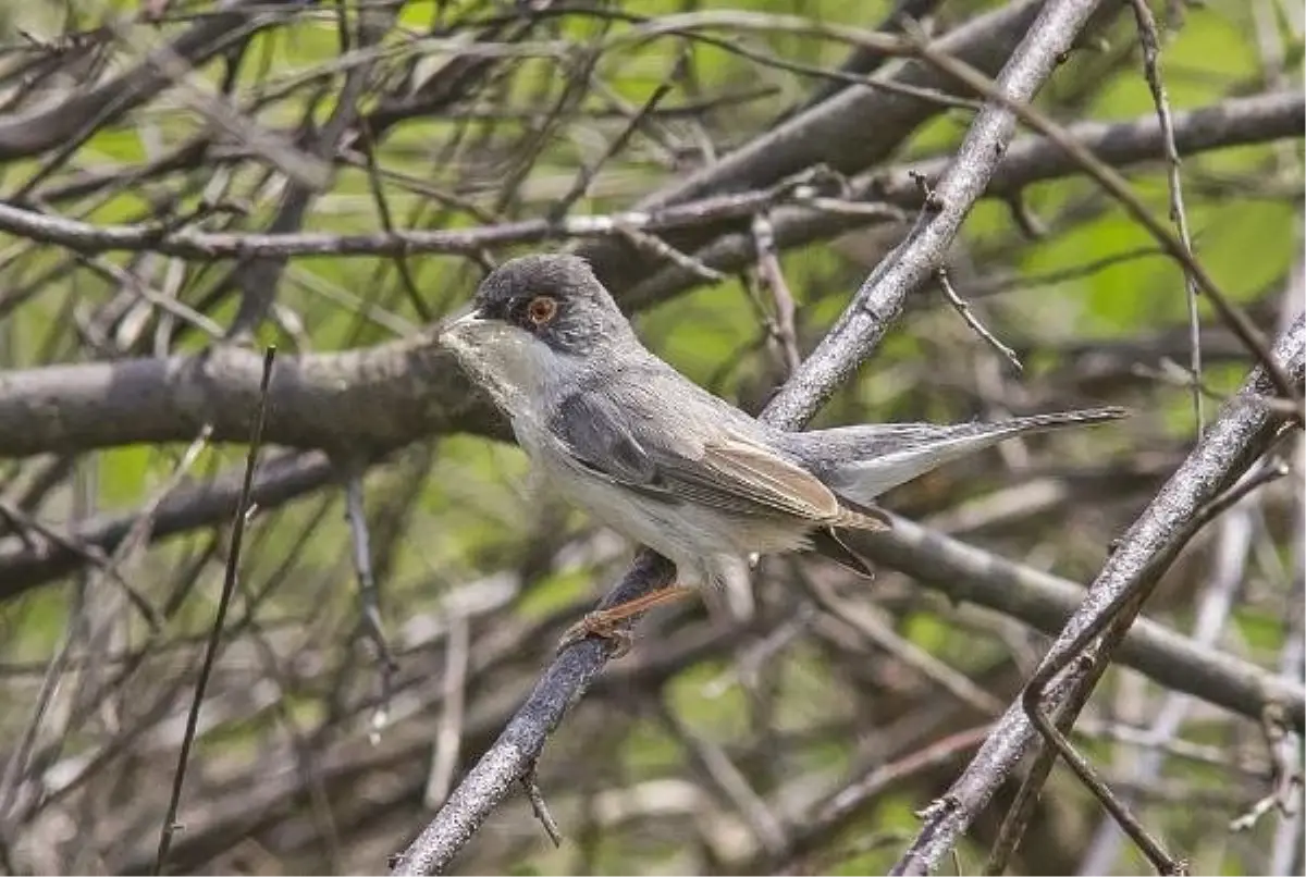 Maskeli Ötleğenlerin Yuva İnşası