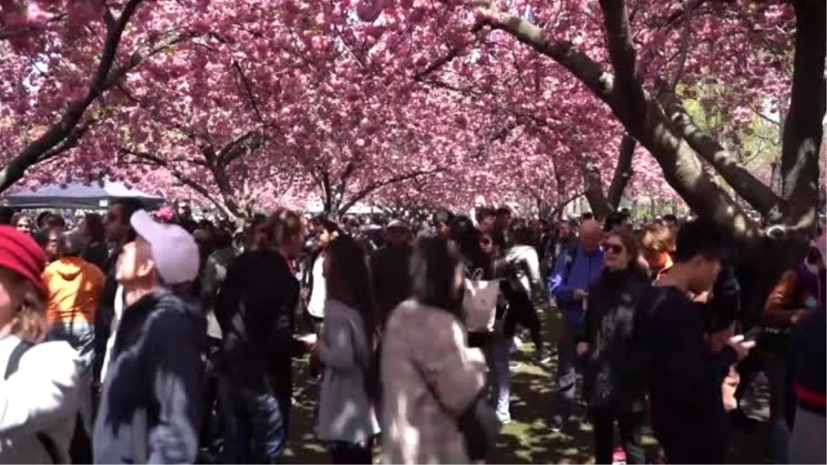 New York\'ta "Kiraz Çiçeği Festivali"