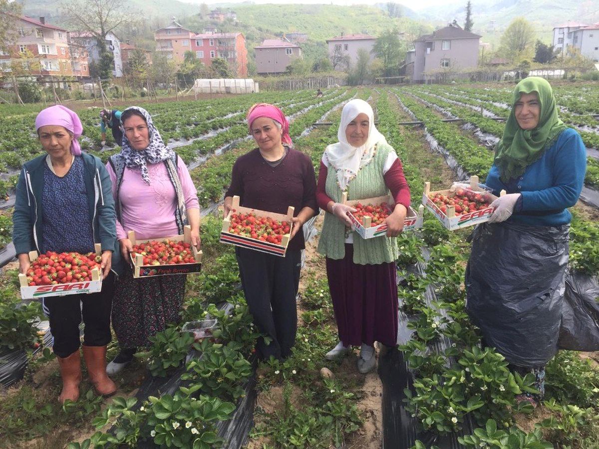 Ordu\'da Çilek Hasadı Başladı