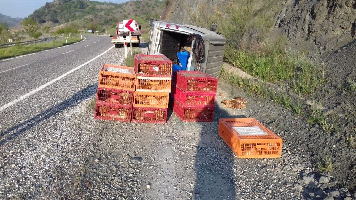 Tavuk Yüklü Hafif Ticari Araç Devrildi: 1 Yaralı