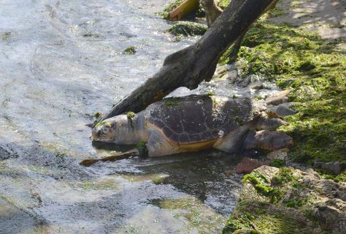 Tekirdağ Sahilinde Ölü Caretta Caretta Bulundu