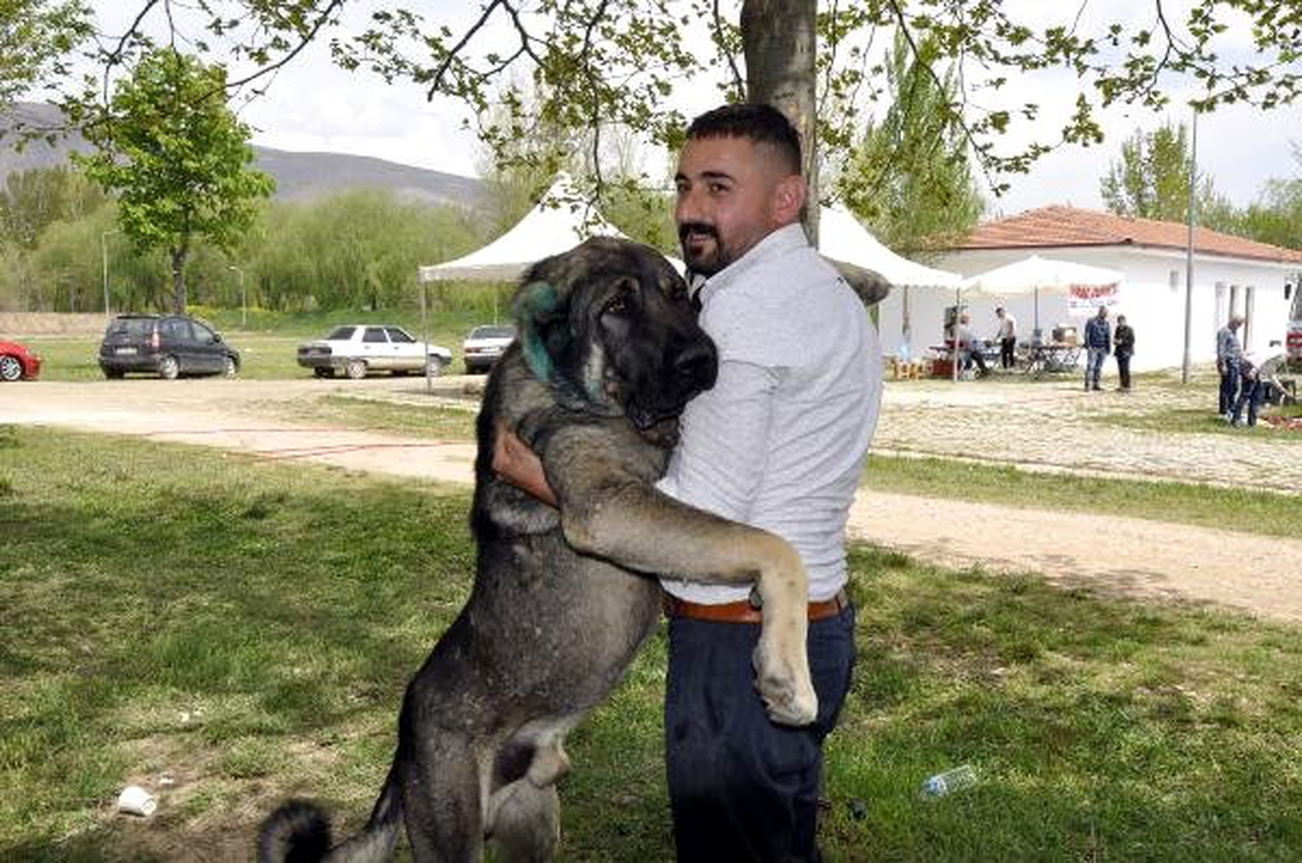 Tokat\'ta Düzenlenen Festivalde Çoban Köpekleri Yarıştırıldı