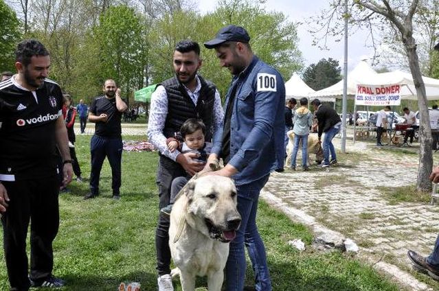 Tokat Ta Duzenlenen Festivalde Coban Kopekleri Yaristirildi Son Dakika