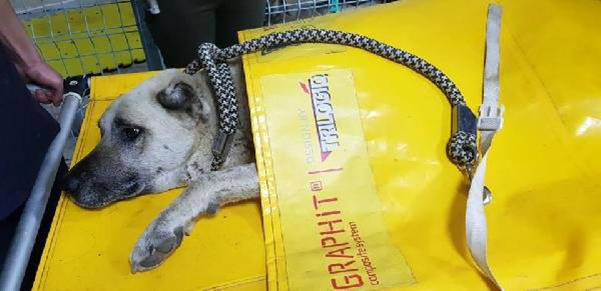 Tüfekle Vurulan Köpek Tedaviye Alındı