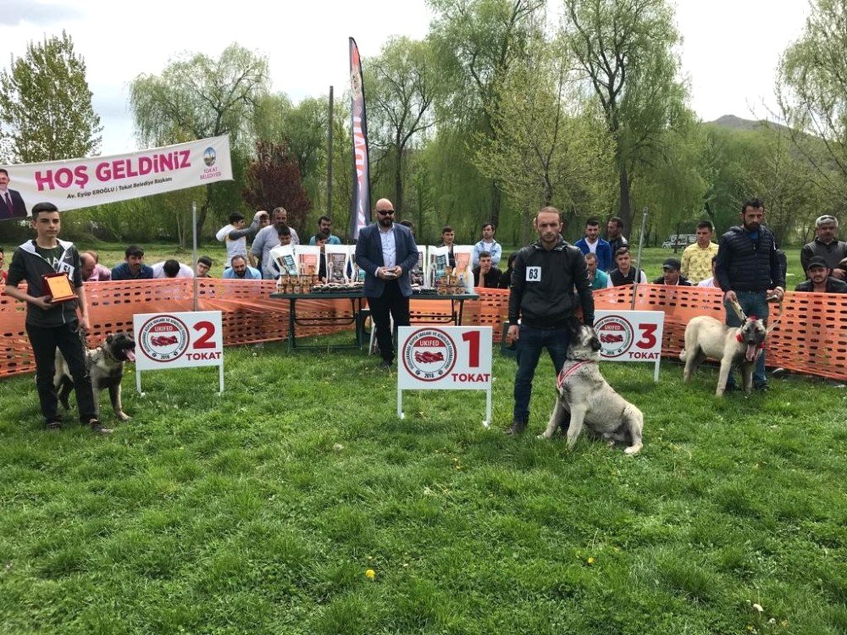 Türk Çoban Köpekleri Tokat\'ta Podyuma Çıktı