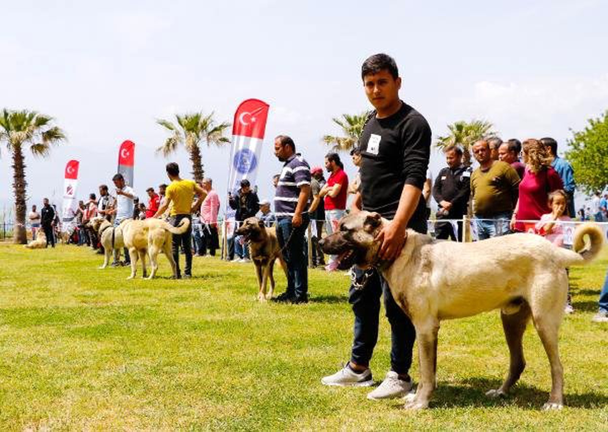 Türklere Ait 3 Köpek Irkı Daha AB Yolunda