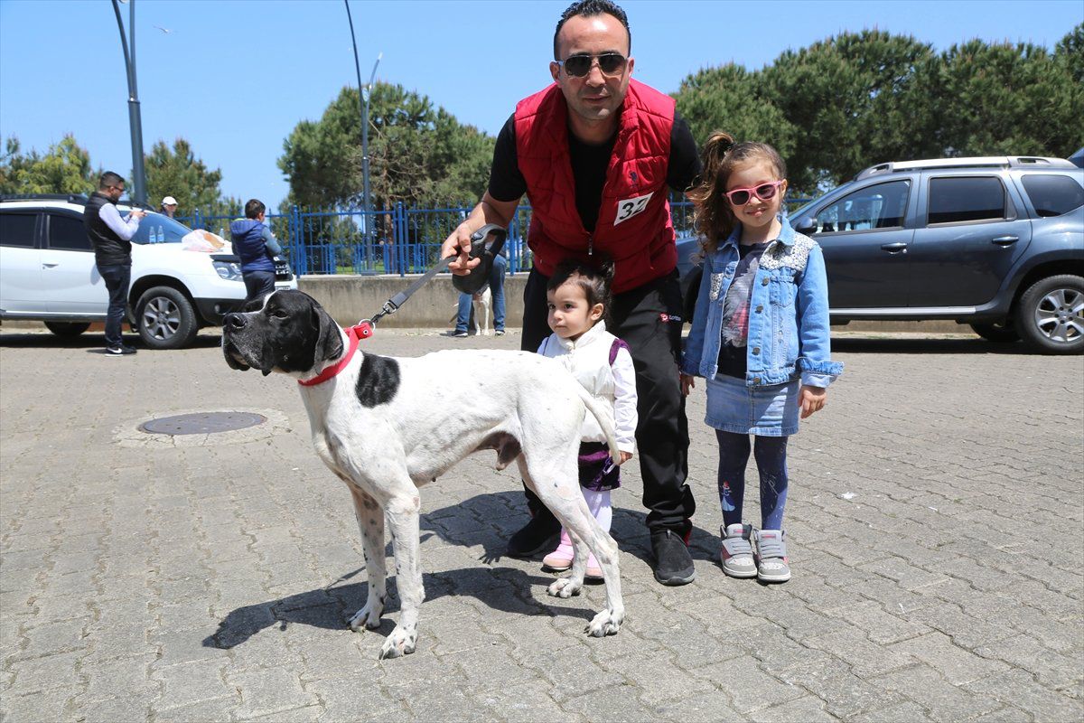 Uluslararası Köpek Güzellik Yarışması"